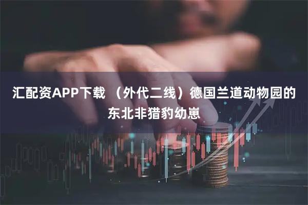 汇配资APP下载 （外代二线）德国兰道动物园的东北非猎豹幼崽